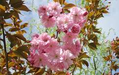 japán cseresznye tavasz