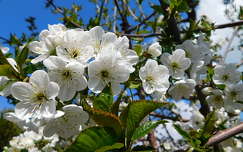 tavasz, gyümölcsfa virág