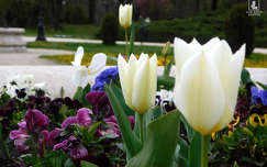 tulipánok, kerti virág