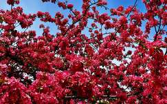 tavasz virágzó fa