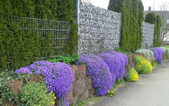 kerítés tavaszi virág címlapfotó viola tavasz