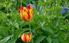 tulipán, kerti virág, tavasz
