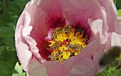tavaszi virág pünkösdi rózsa címlapfotó rovar méh