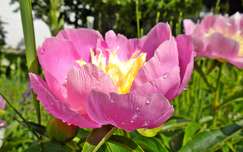 tavaszi virág pünkösdi rózsa címlapfotó vízcsepp