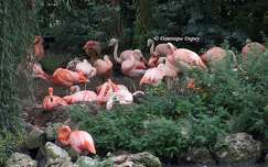 Zoo de La Palmyre - Flamants roses