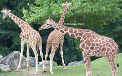 Zoo de Beauval - France - Girafes