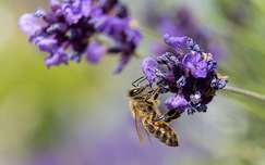 vadvirág címlapfotó rovar levendula méh