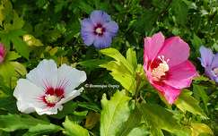 Hibiscus du jardin