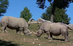 Rhinocéros du Zoo de Beauval - France