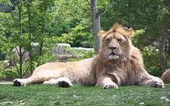 Lion du Zoo de Beauval - France