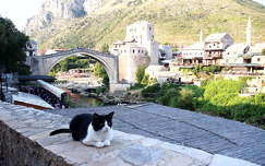 címlapfotó mostar bosznia-hercegovina híd macska