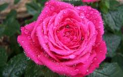 Roses sous la pluie