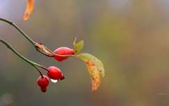 címlapfotó ősz csipkebogyó gyümölcs vízcsepp
