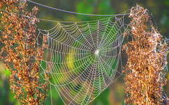 pókháló ősz címlapfotó