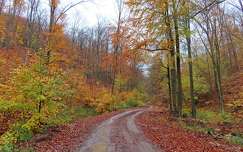 ősz út címlapfotó erdő
