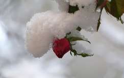 bimbó címlapfotó rózsa tél