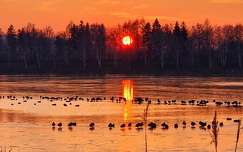 naplemente balaton címlapfotó vizimadár tó magyarország tél