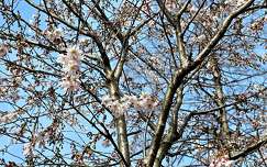 tavasz gyümölcsfavirág virágzó fa