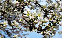 tavasz gyümölcsfavirág virágzó fa