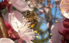 tavasz gyümölcsfavirág méh rovar