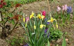 jácint tavaszi virág nárcisz