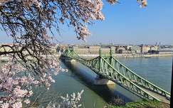 címlapfotó budapest tavasz szabadság híd folyó híd duna magyarország virágzó fa