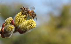 címlapfotó barka rovar méh tavasz