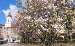 tavasz magnólia címlapfotó virágzó fa