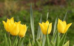 tulipán tavasz tavaszi virág címlapfotó vízcsepp