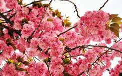 tavasz japán cseresznye címlapfotó virágzó fa