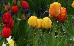 tulipán tavasz tavaszi virág címlapfotó