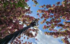 tavasz lámpa virágzó fa