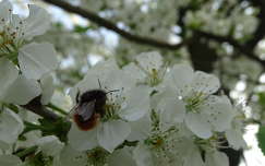tavasz gyümölcsfavirág dongó rovar