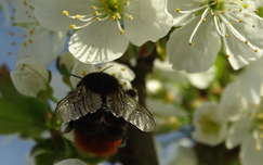 tavasz gyümölcsfavirág rovar dongó