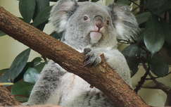Koala mackó,Schönbrunni állatkert