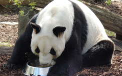 Panda mackó,Schönbrunn