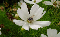 pillangóvirág méh rovar
