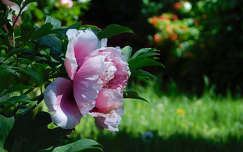 Szombathely, Kámoni arborétum, rododendron