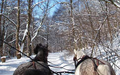 Szalajkavölgyben  lovaszánkóval 2010 február