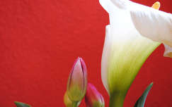 Kála, tulipán