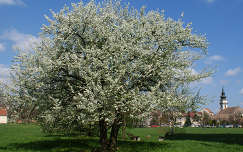 Tavasz,virágzó fa