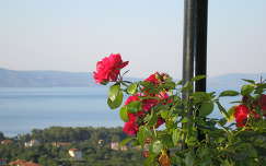 nyári virág görögország rózsa stavros