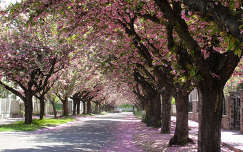 tavasz út fasor virágzó fa