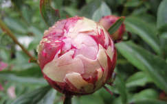 Paeonia, pünkösdi rózsa, bazsarózsa