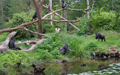 Gorilla család, Hollandia