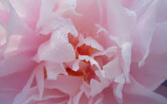 Paeonia officinalis - pünkösdi rózsa