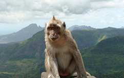 mauritius majom makákó