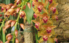 Orchidea-zuhatag