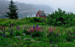 ház vadvirág faház csillagfürt virágmező köd tó nyár