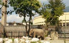 Budapesti Állatkert elefántja